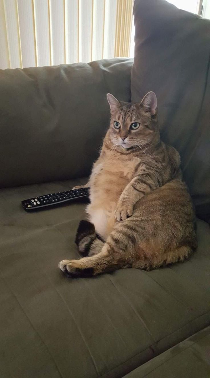 a cat sitting on top of a couch next to a remote control