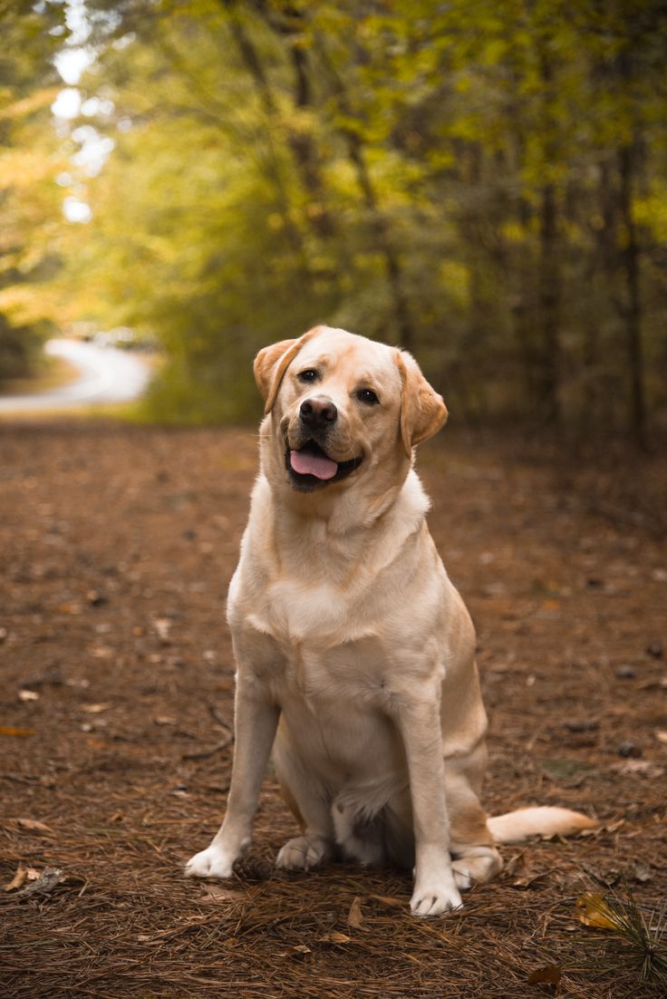 a dog sitting in the middle of a dirt road with trees and leaves around it