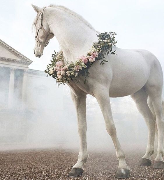 a white horse standing on top of a dirt field next to a building with flowers in it's bridle