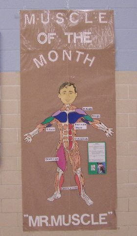 a bulletin board with the words muscle of the month and an image of a man