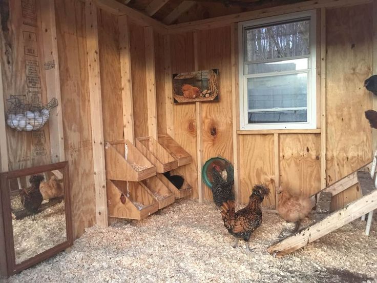 several chickens are standing in the corner of a chicken coop that is made out of wood