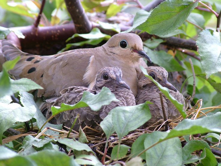 two baby birds sitting in the nest of another bird on top of it's mother