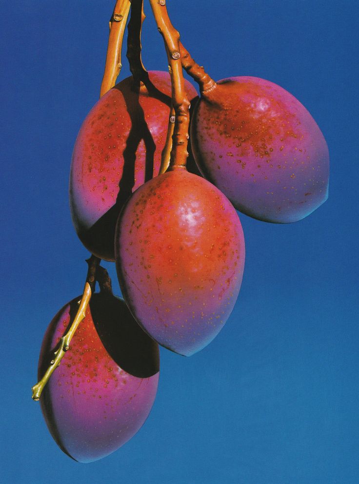 three red apples hanging from a tree with blue sky in the background