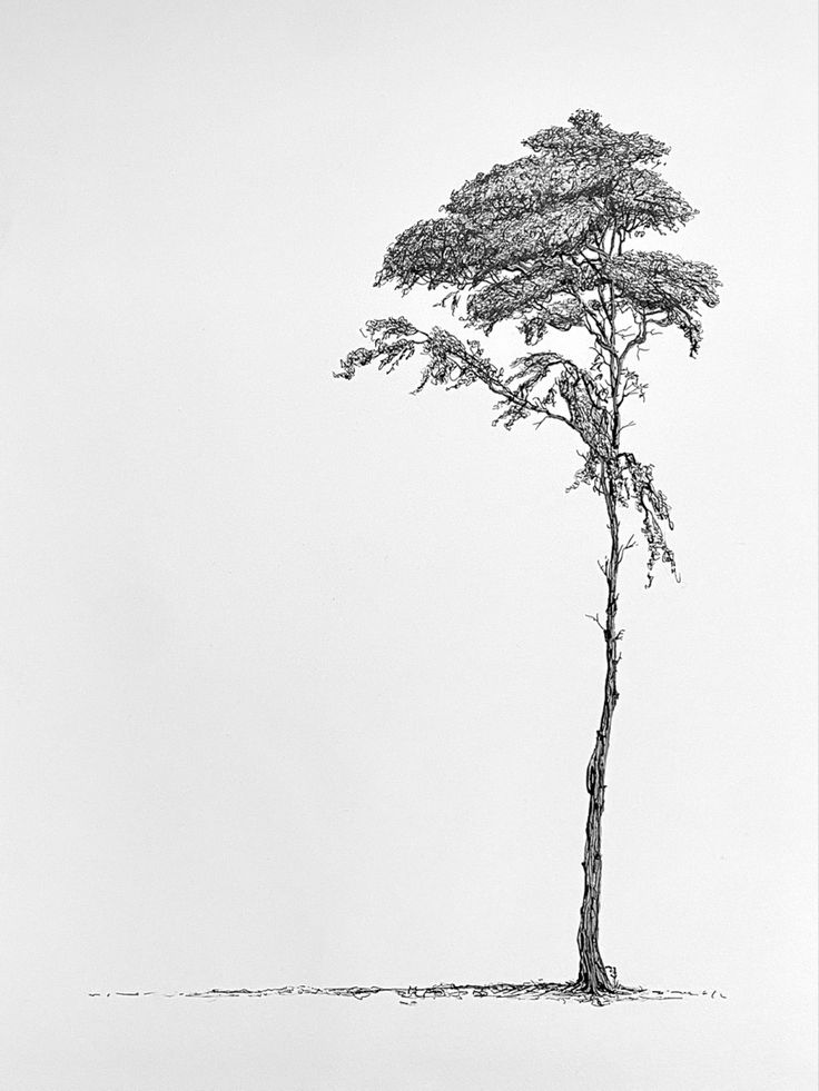 a black and white drawing of a tree