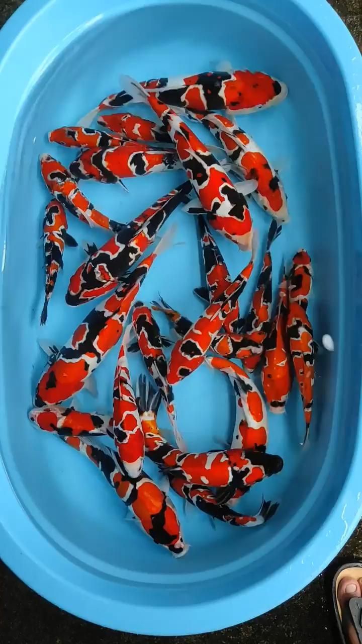 a blue bowl filled with lots of orange and black koi carpies in water