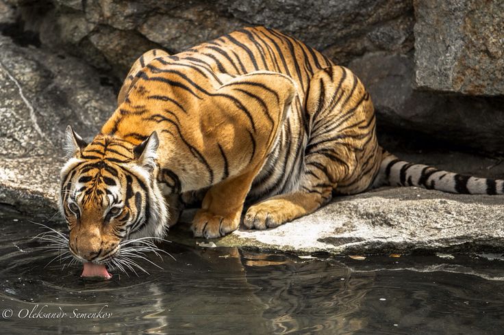 a tiger drinking water from a pond with its mouth open and it's tongue hanging out