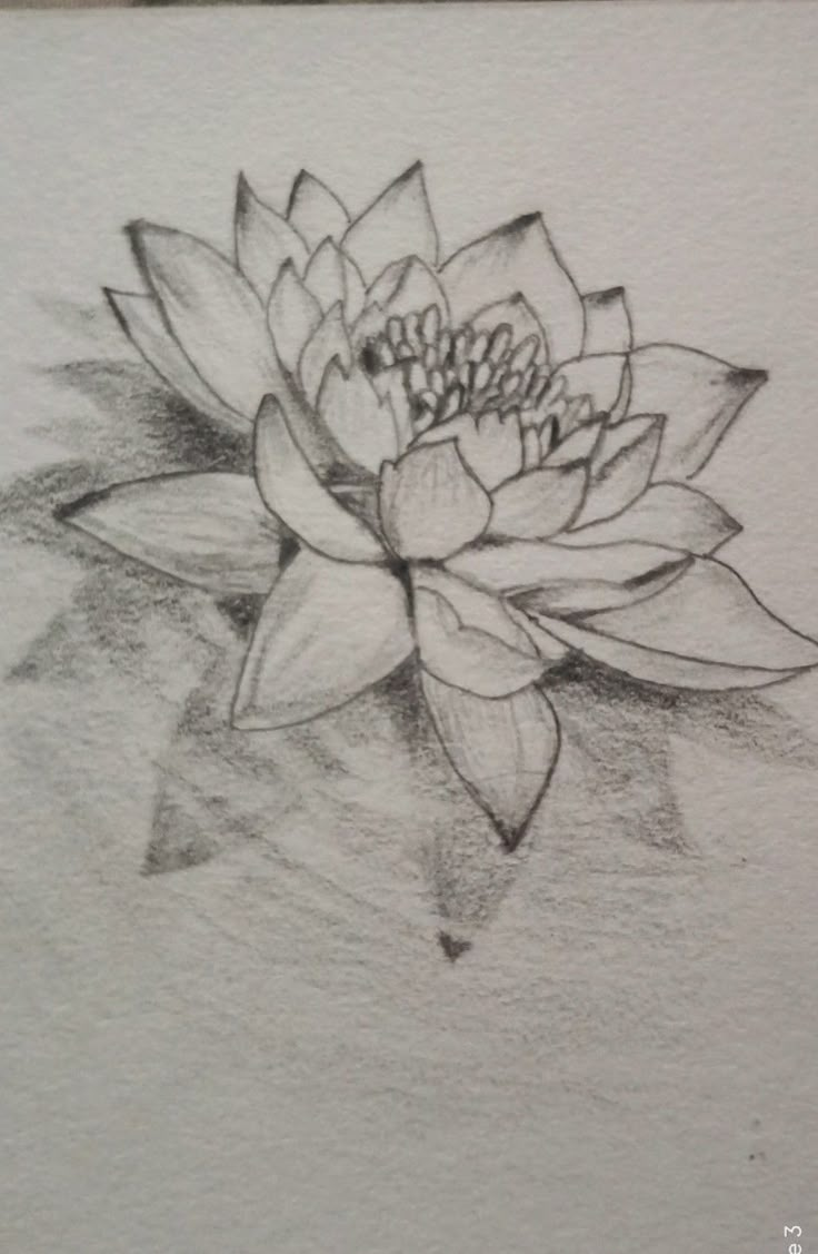 a drawing of a lotus flower on paper