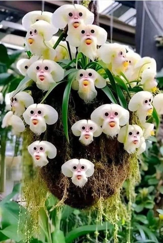 a bunch of white flowers hanging from the ceiling