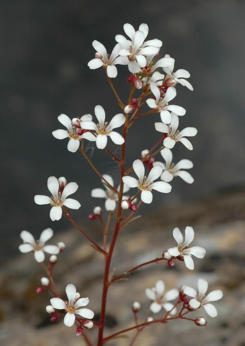 small white flowers with red stems in front of a rock