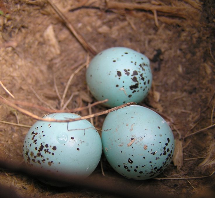 three blue eggs sitting on top of each other next to a quote from an unknown person