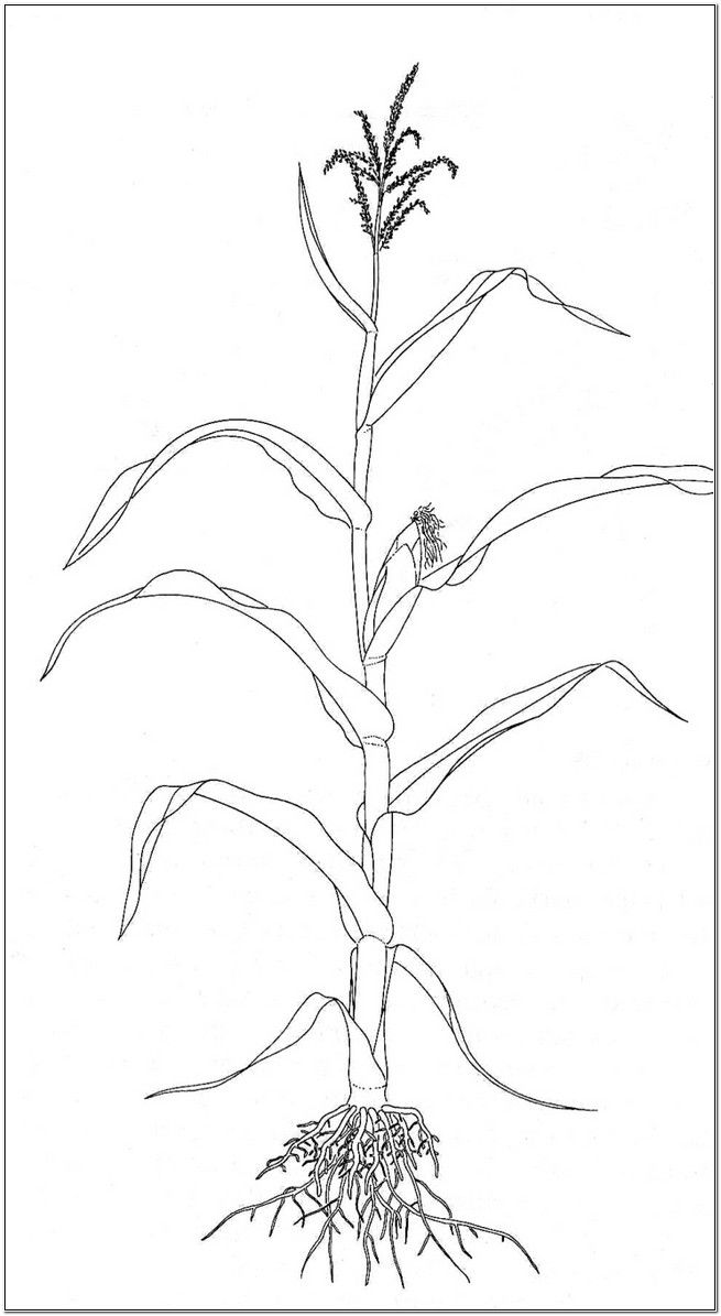 a drawing of a plant that is growing from the ground