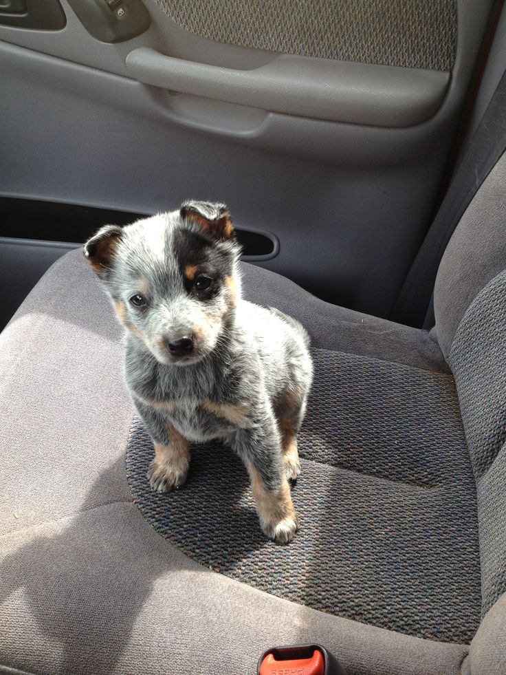 a small dog sitting in the back seat of a car