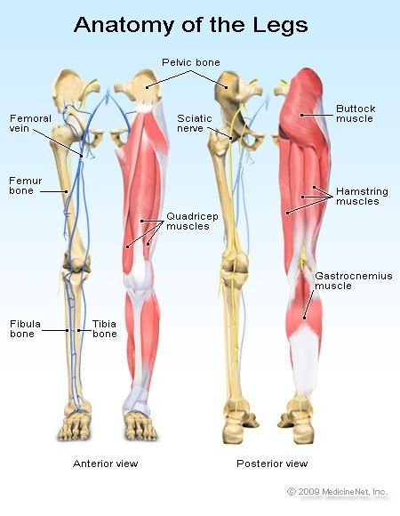 the anatomy of the legs and lower limbs