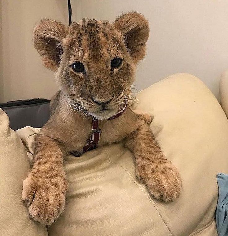 a young lion cub sitting on top of a white leather couch with it's paws resting on the pillow