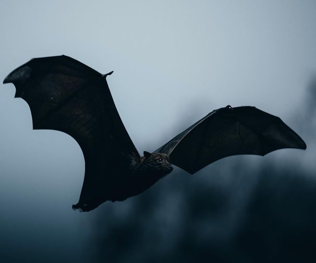 a bat flying in the sky with its wings spread