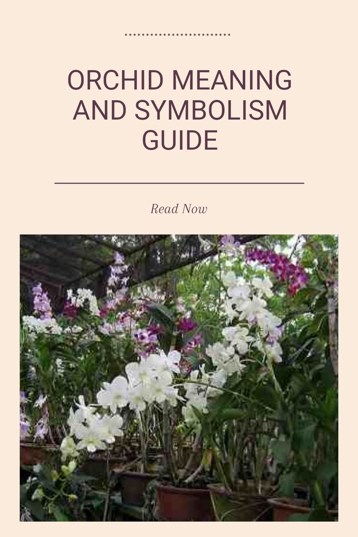 orchid meaning and symbolism guide with white flowers in the foreground, surrounded by potted plants