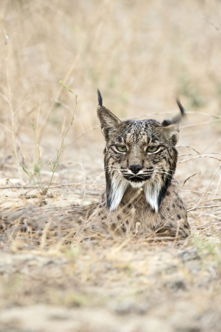 a bobcat sitting in the middle of a dry grass field, looking at the camera