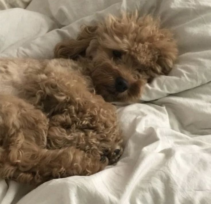 a brown dog laying on top of a bed covered in white sheets and blankets with his head resting on the pillow