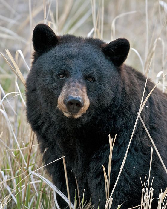 a large black bear standing in tall grass