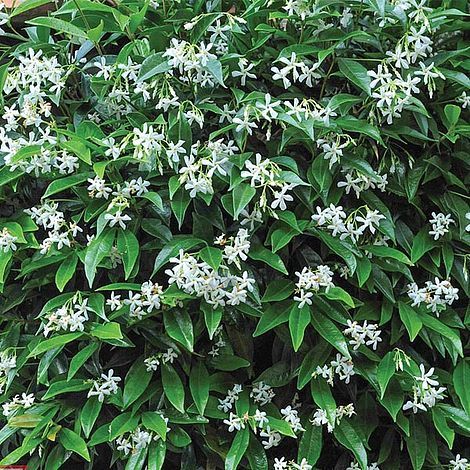 white flowers are blooming on green leaves