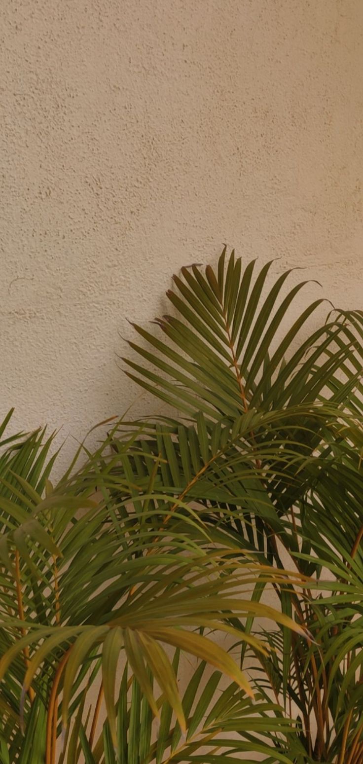 a close up of a palm tree near a building