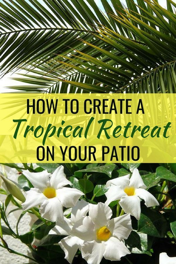 white flowers with text overlay how to create a tropical retreat on your patio