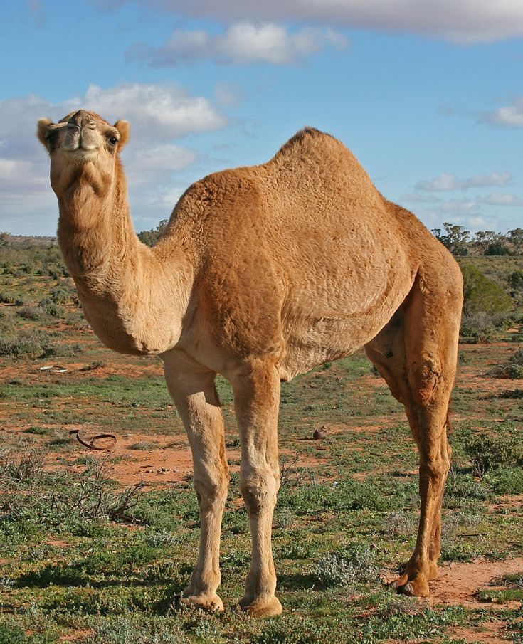 a camel standing in the middle of a field