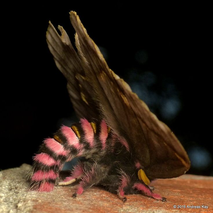 a moth with pink and yellow stripes on it's wings sitting on a rock