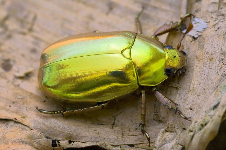 a close up of a green beetle on a piece of wood