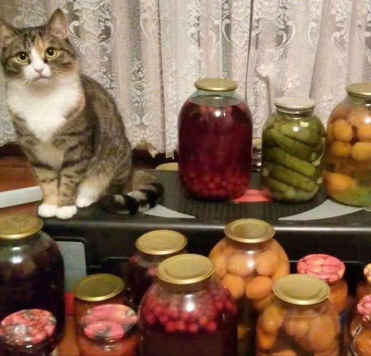 a cat sitting on top of a table next to jars filled with jelly beans and pickles