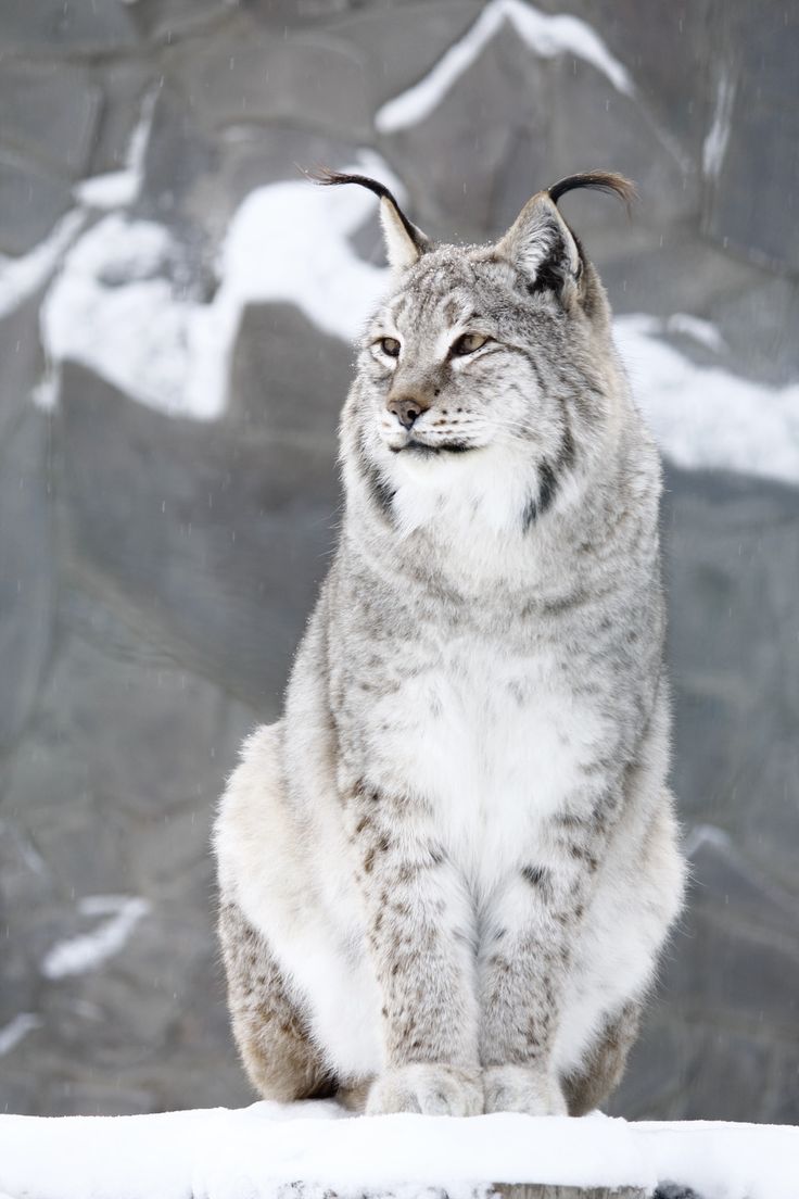 a large gray and white cat sitting on top of snow covered ground