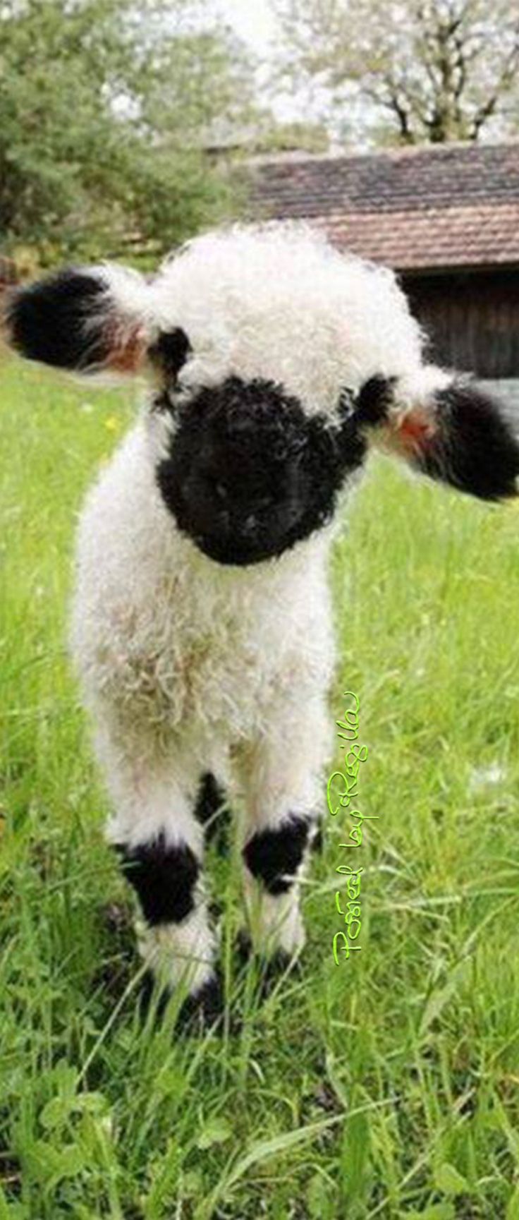 a baby sheep is standing in the grass