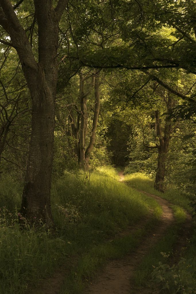 a dirt path in the middle of a forest