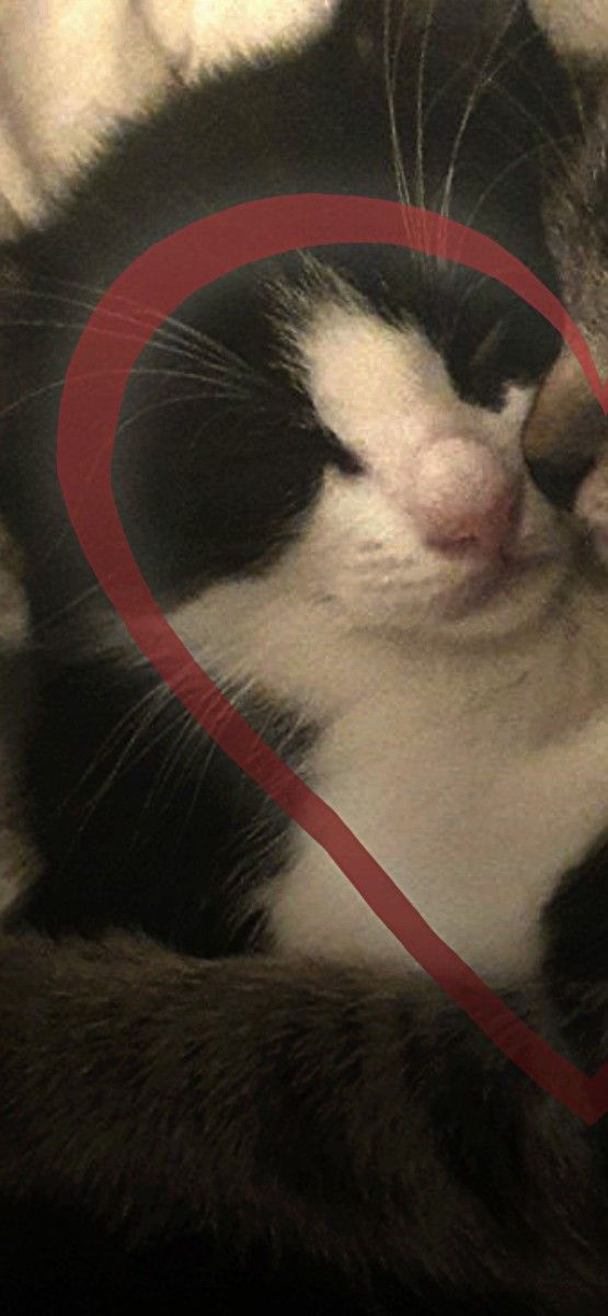 a black and white cat laying on top of a bed next to a red heart