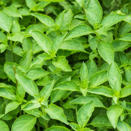 green leaves are growing in the garden