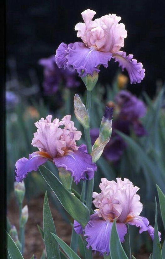 purple flowers are growing in the garden