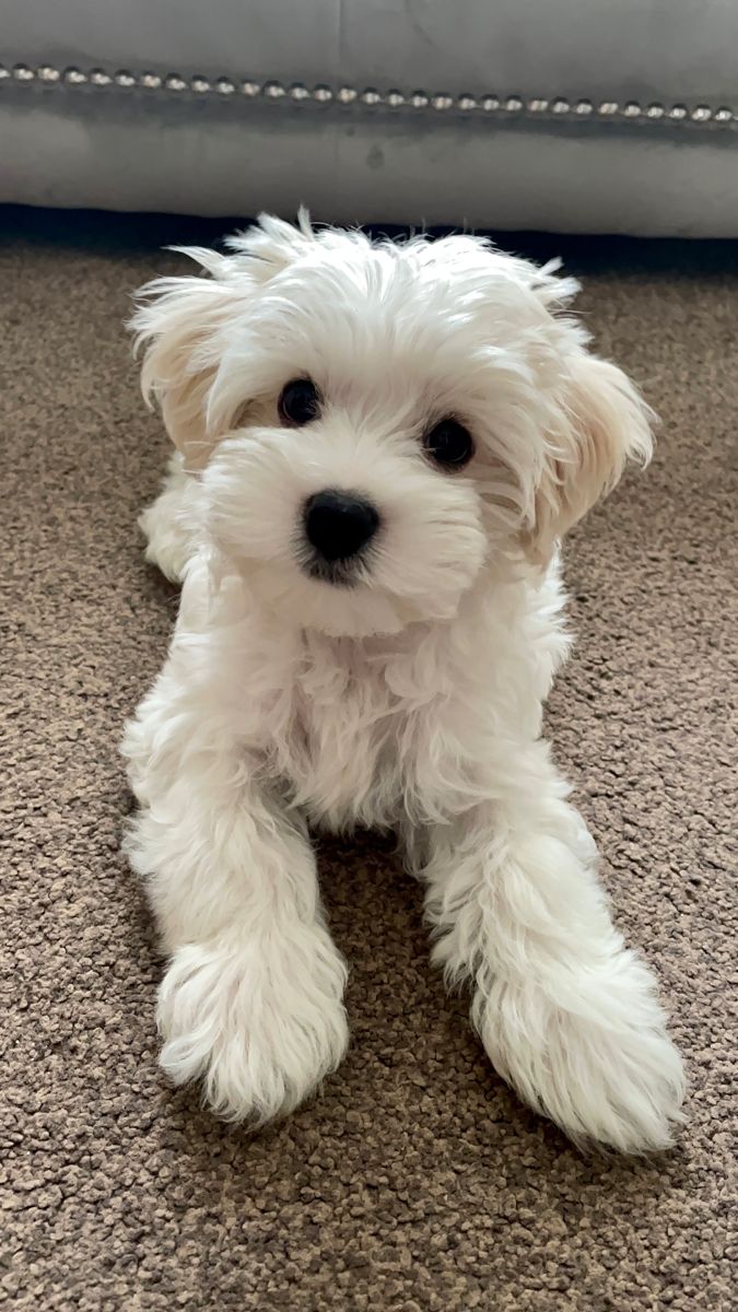 11 weeks ♥️ Small Puppies Breeds, Cute Maltese Puppies, Small Fluffy Dogs, White Puppy, Small Fluffy Dogs Breeds, White Maltipoo Puppy, Cute Small White Dogs, Small Dog, White Maltipoo