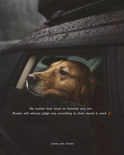 a dog looking out the window of a car with a quote on it that says stay where your heart smiles