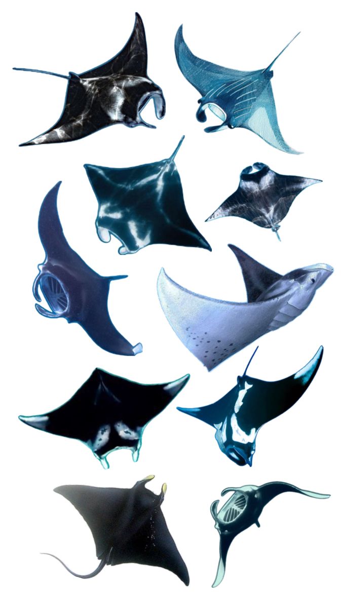 six different types of stingfishs are shown in this image, one is black and the other is white