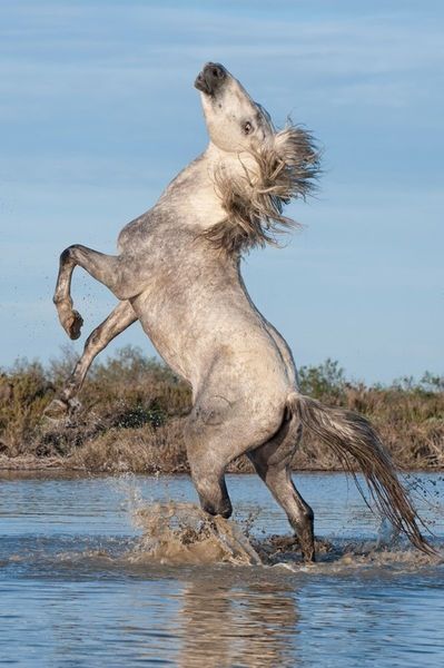 a horse is jumping in the water with it's front legs spread wide open