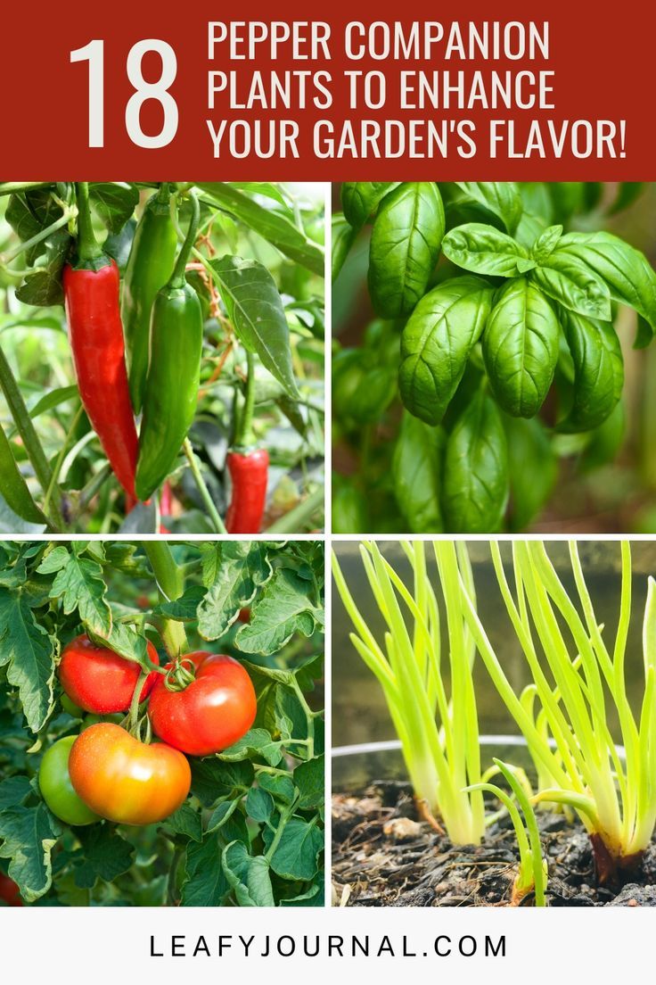 Companion Plants For Vegetable Garden, Bell Pepper Gardening, Bio Dynamic Gardening, Vegetable Garden Design Layout Companion Planting, Pepper Garden Ideas, Companion Vegetable Garden Layout, Jalapeno Companion Planting, Pepper Garden Layout, Planting Peppers In Garden