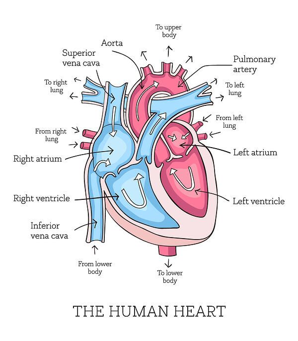 the human heart diagram with labels and description on white background, medical poster or brochure