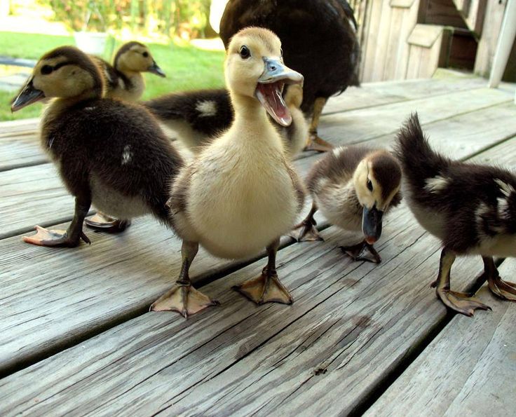 several ducks are standing on a wooden deck