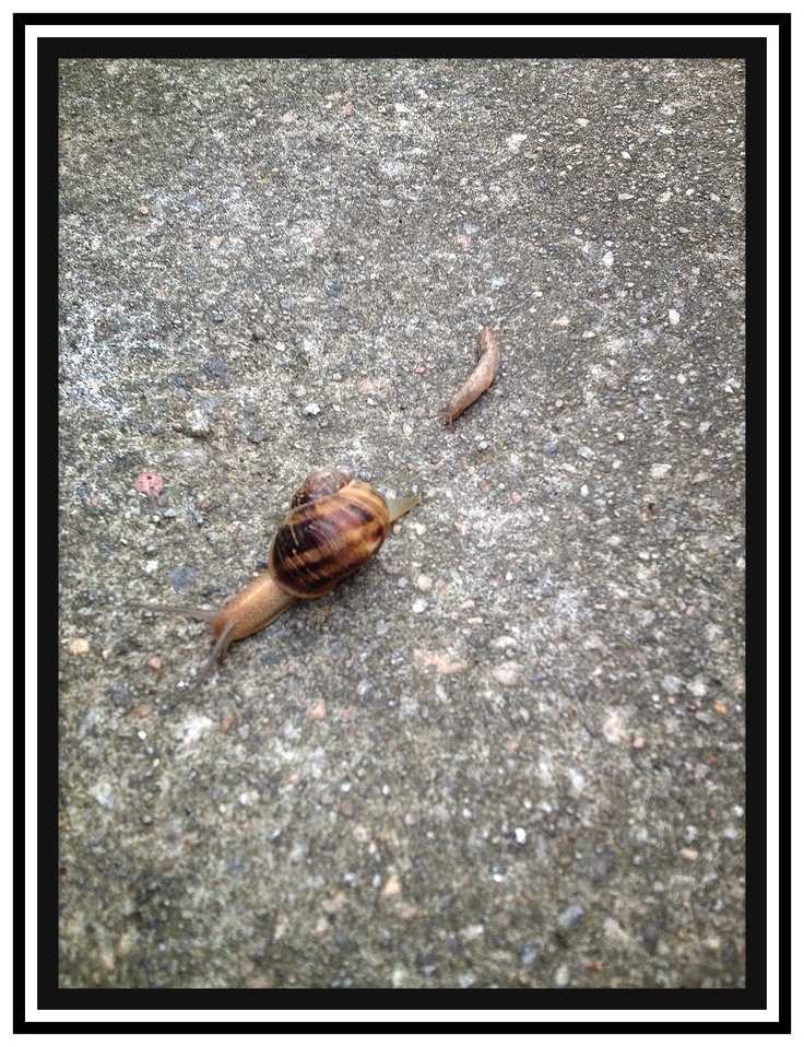 a snail is laying on the ground with its shell still in it's shell