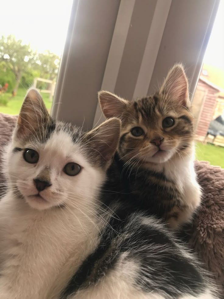 two kittens are sitting next to each other