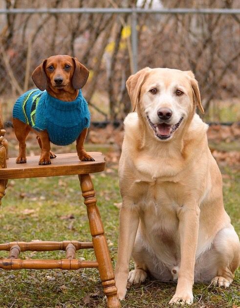 two dogs wearing sweaters sitting next to each other on a chair in the grass