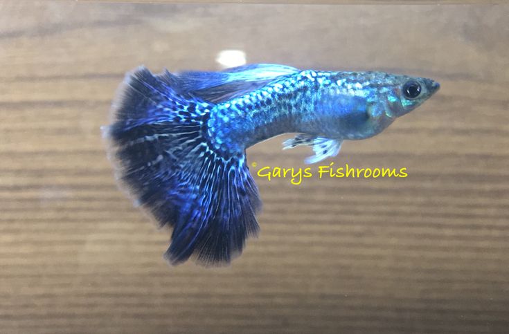 a close up of a blue and white fish on a wooden surface in an aquarium