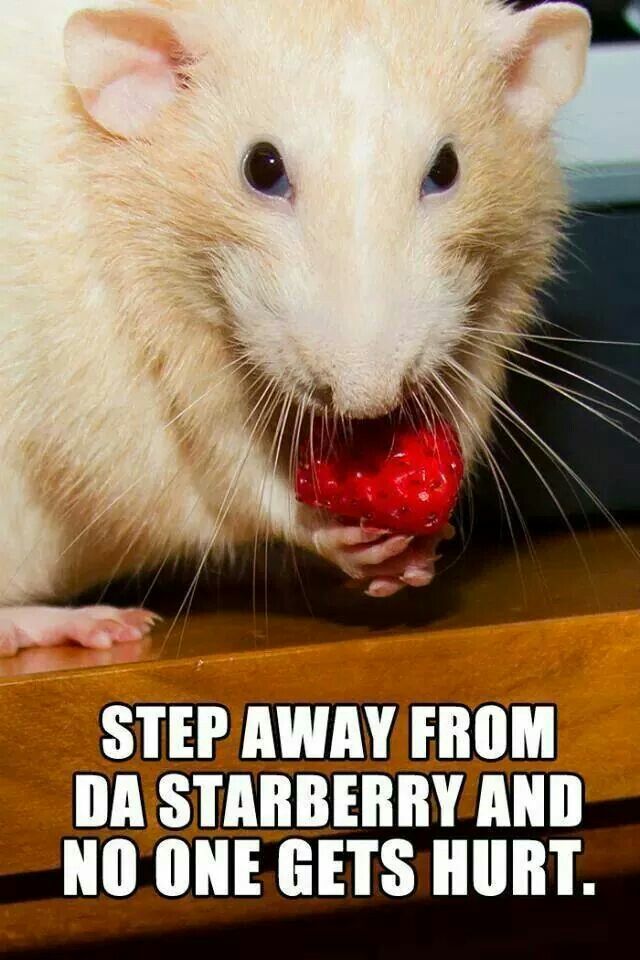 .Never get between a rat and his nummie ! Rat Photos, Funny Rats, Fancy Rat, Cute Rats, Pictures Funny, Bear Pictures, Pet Rats, Photo Search, Cute Memes