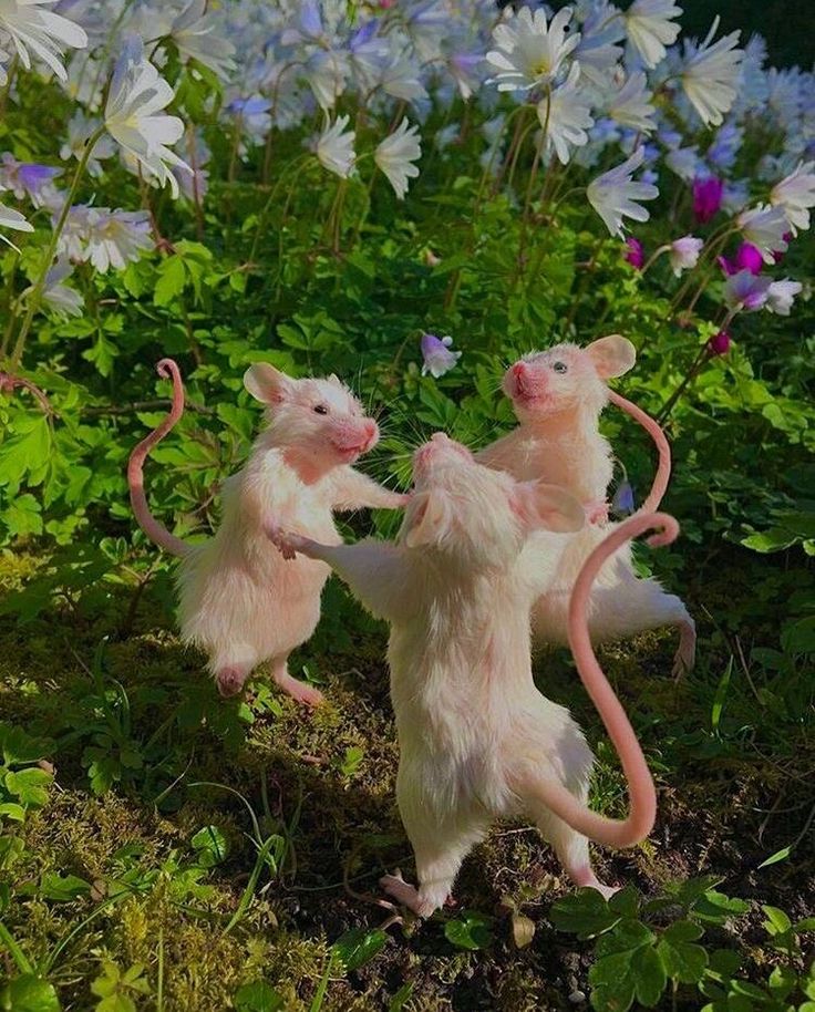 two toy mice playing with each other on the ground in front of blue and white flowers