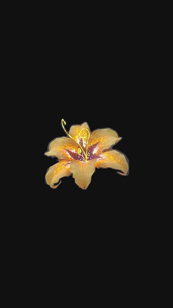 a single yellow flower on a black background